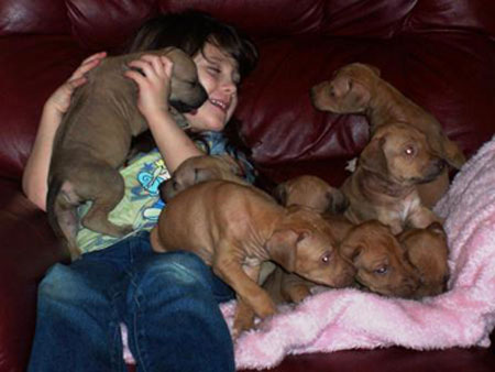 Sweet Rjodesian Ridgeback Puppie at ApacheRidge Ranch