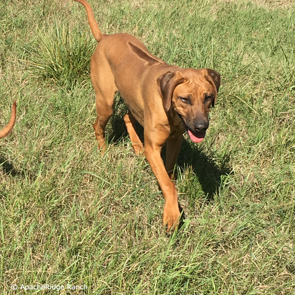 Rhodesian Ridgeback Breeders Florida l2sanpiero