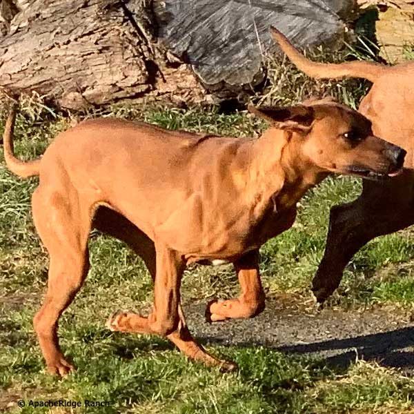 Sweet Pearl the Rhodesian Ridgeback Girl is available now!