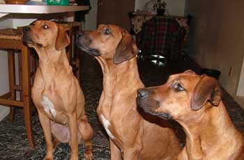 Pretty Rhodesian Rhodesian Ridgebacks