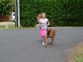 Handsome ApacheRidge Ranch Rhodesian Ridgebacks are available Now!
