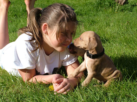 Handsome Liver Nose Rhodesian Ridgeback