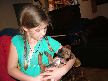 ApacheRidge Ranch Rhodesian Ridgeback Puppies Available Now!