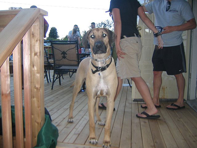 Handsome Liver Nose Rhodesian Ridgeback