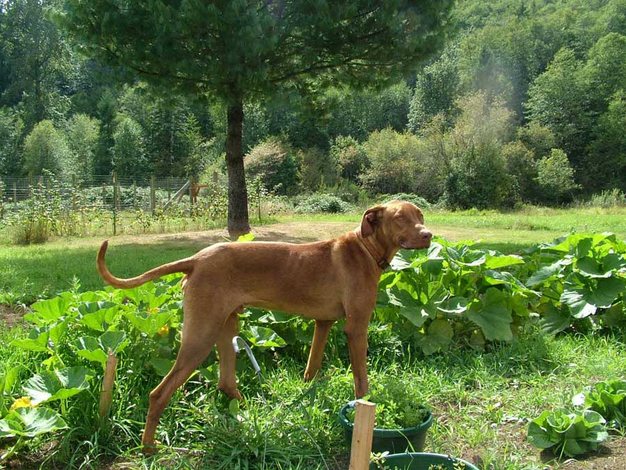 Handsome Liver Nose Rhodesian Ridgeback