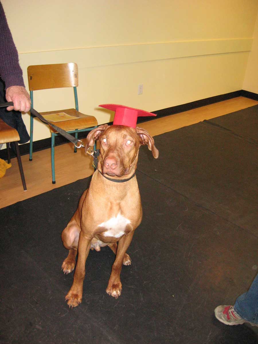 Handsome ApacheRidge Ranch Rhodesian Ridgebacks are available Now!