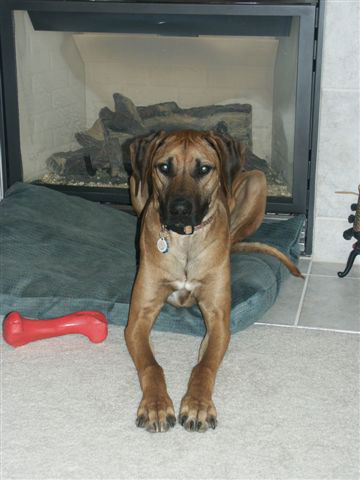 ApacheRidge Ranch Rhodesian Ridgeback Dogs and Ridgeback Puppies who are happy, healthy, and love to hike, run, and play in Washington are available now.
