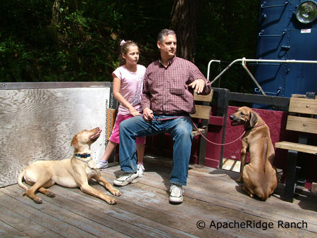 Handsome Rhodesian Ridgebacks riding on the train.