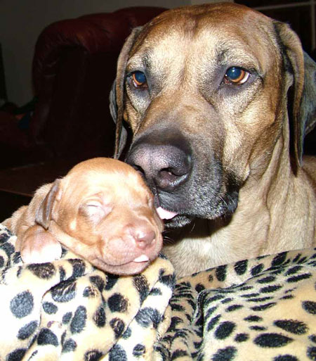 Handsome Liver Nose Rhodesian Ridgeback