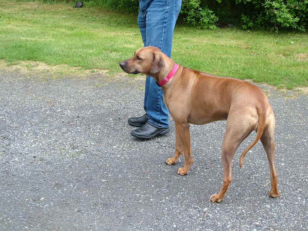 Pretty Rhodesian Rhodesian Ridgebacks