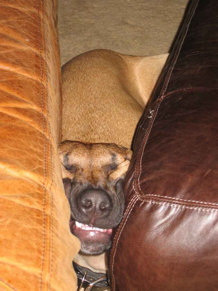 Handsome Liver Nose Rhodesian Ridgeback