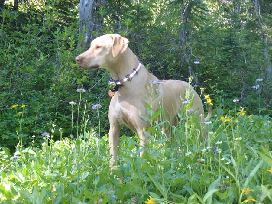 Handsome Liver Nose Rhodesian Ridgeback