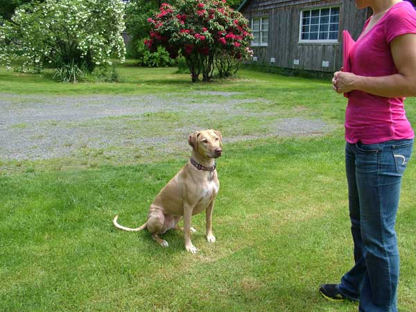 Handsome Liver Nose Rhodesian Ridgeback