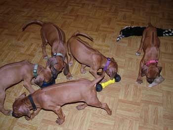 Handsome Liver Nose Rhodesian Ridgeback