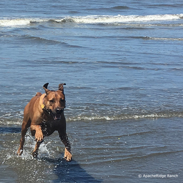 Rhodesian Ridgeback on the Washington Beach