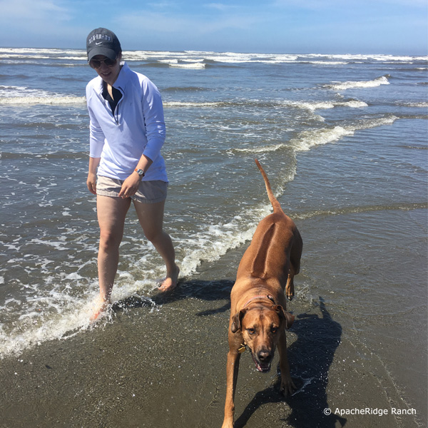 Rhodesian Ridgeback on the Washington Beach