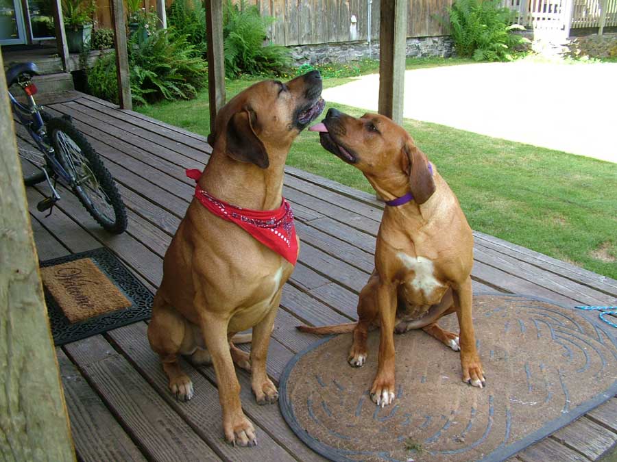 Handsome Liver Nose Rhodesian Ridgeback