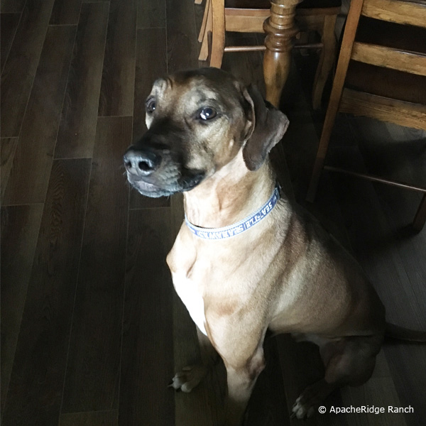 Handsome Liver Nose Rhodesian Ridgeback