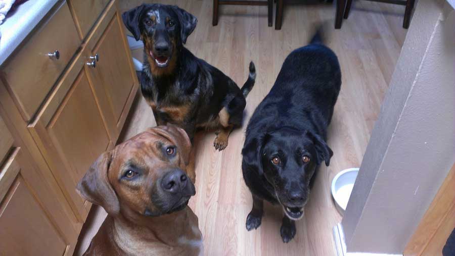 ApacheRidge Ranch Rhodesian Ridgeback Puppies Available Now!