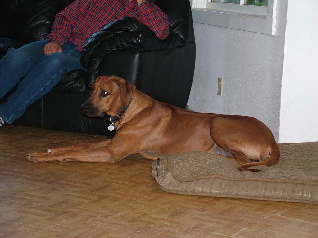 Handsome Liver Nose Rhodesian Ridgeback