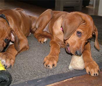 Handsome Liver Nose Rhodesian Ridgeback