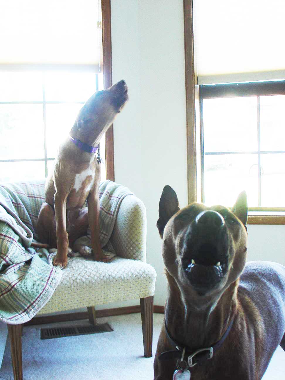 ApacheRidge Ranch Rhodesian Ridgeback Puppies Available Now!