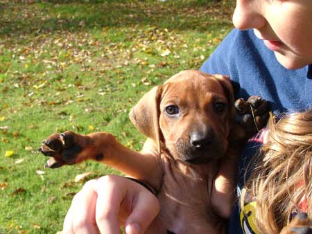 Handsome Liver Nose Rhodesian Ridgeback