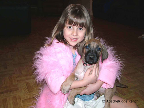 Sweet Rhodesian Ridgeback Girl is available now!