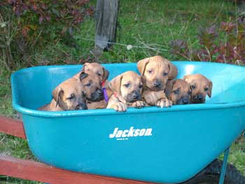 ApacheRidge Ranch Rhodesian Ridgeback Puppies Available Now!